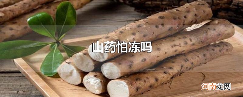 山药怕冻吗