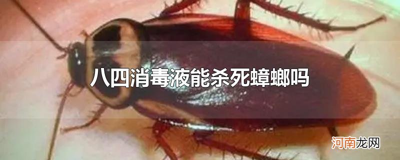 八四消毒液能杀死蟑螂吗