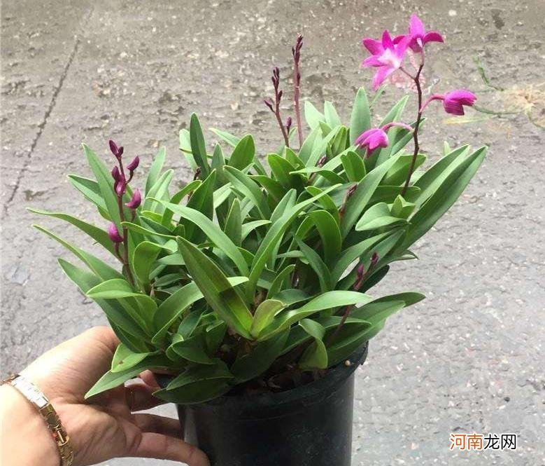 香水石斛兰的养护方法 香水石斛的养殖方法和注意事项