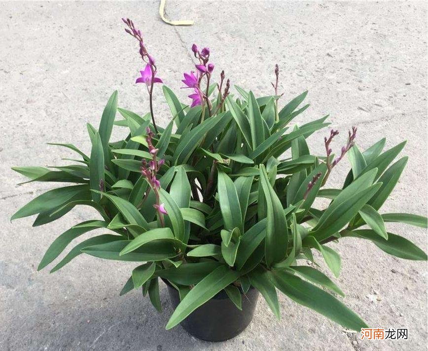 香水石斛兰的养护方法 香水石斛的养殖方法和注意事项