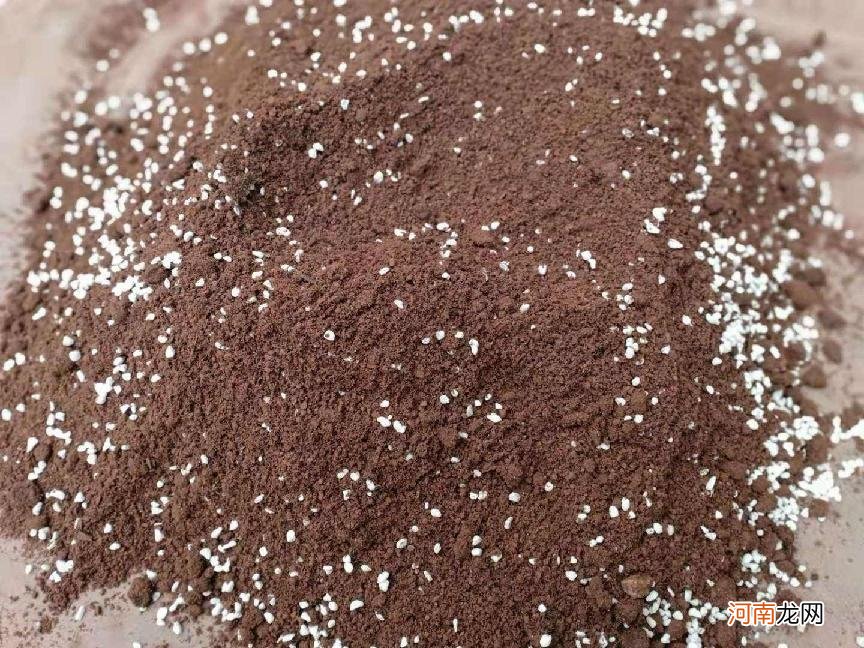 香水石斛兰的养护方法 香水石斛的养殖方法和注意事项