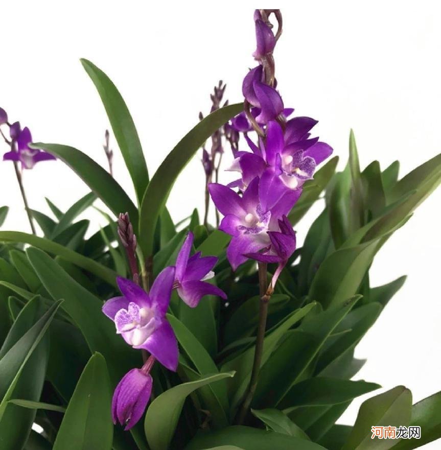 香水石斛兰的养护方法 香水石斛的养殖方法和注意事项