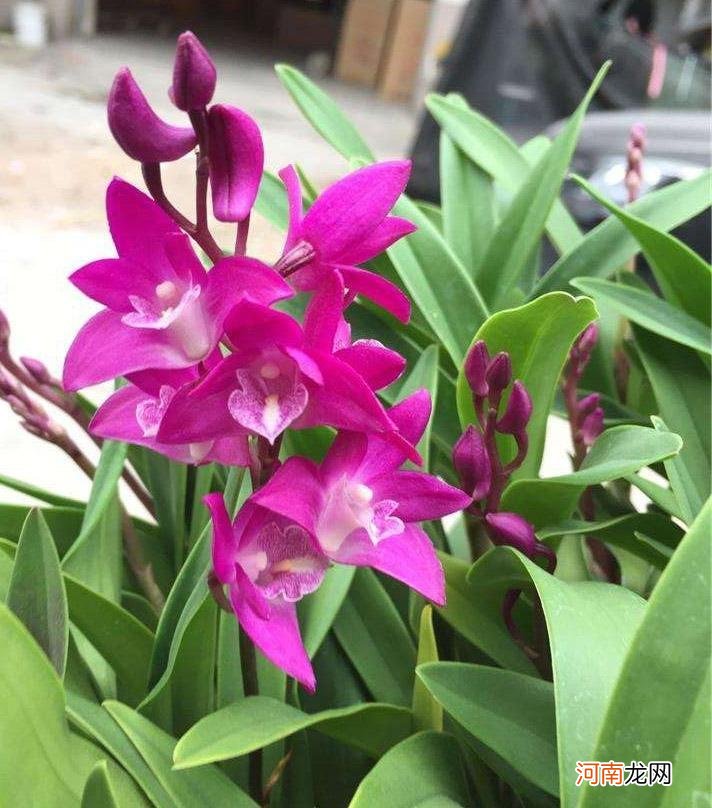 香水石斛兰的养护方法 香水石斛的养殖方法和注意事项