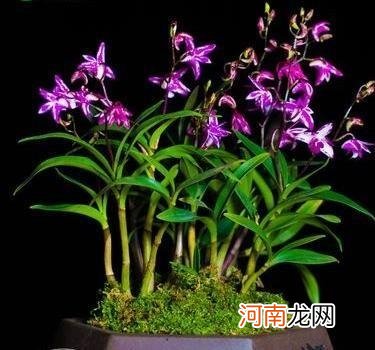 香水石斛兰的养护方法 香水石斛的养殖方法和注意事项