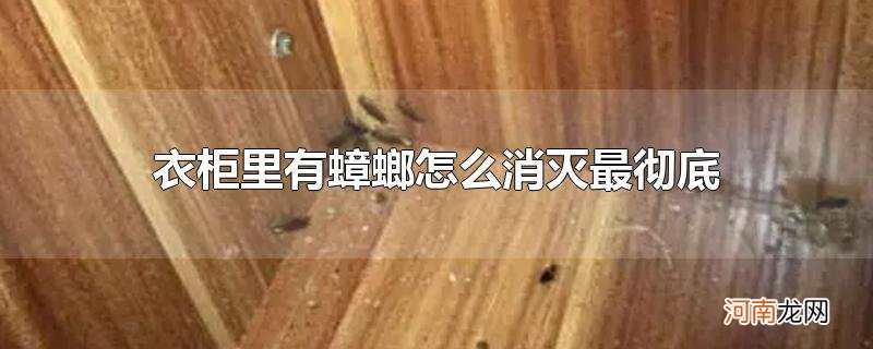 衣柜里有蟑螂怎么消灭最彻底
