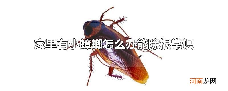 家里有小蟑螂怎么办能除根常识