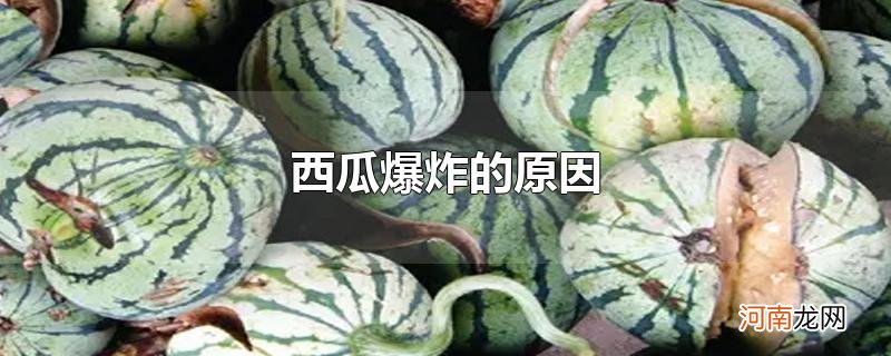 西瓜爆炸的原因