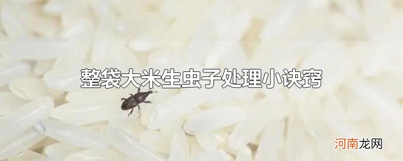 整袋大米生虫子处理小诀窍