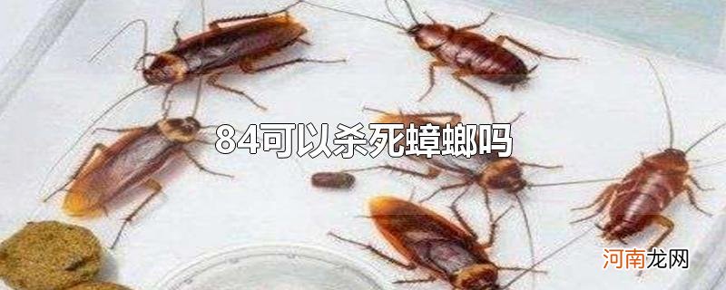 84可以杀死蟑螂吗