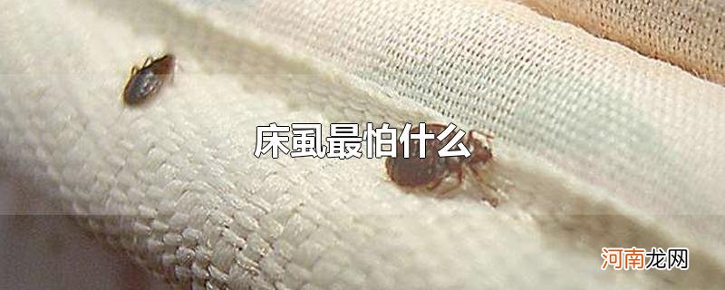 床虱最怕什么