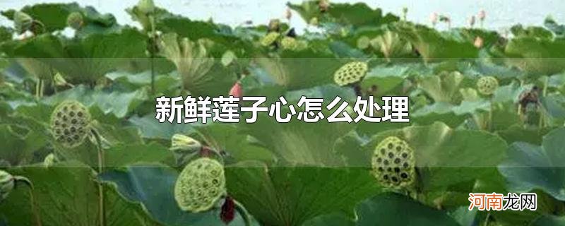 新鲜莲子心怎么处理