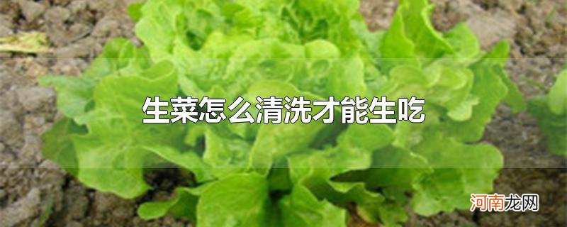 生菜怎么清洗才能生吃