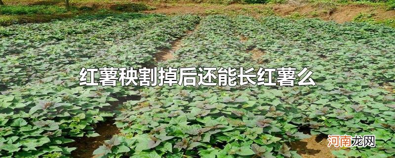 红薯秧割掉后还能长红薯么