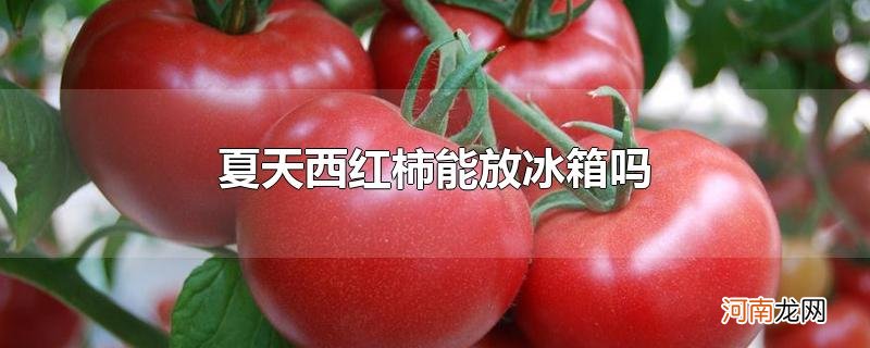 夏天西红柿能放冰箱吗