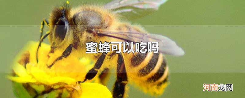 蜜蜂可以吃吗