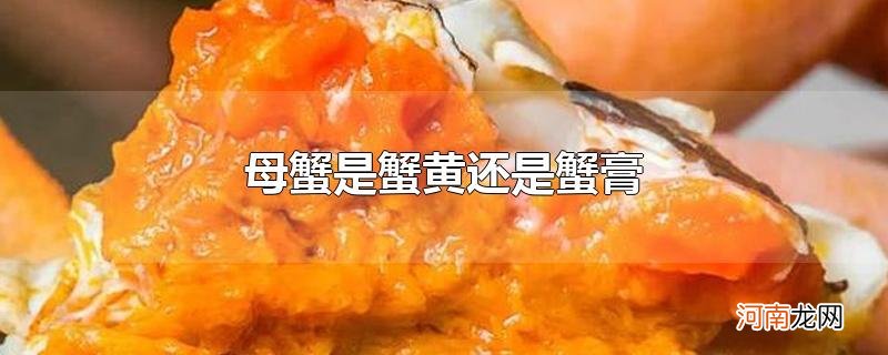 母蟹是蟹黄还是蟹膏