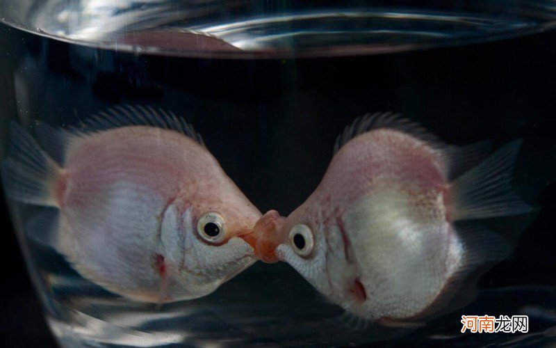 关于接吻鱼的小科普 接吻鱼怎么养怎么选