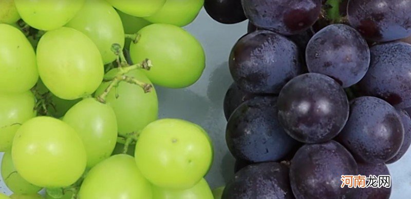 怎么区分葡萄和提子 葡萄和提子的区别有哪些