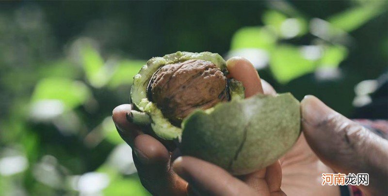 关于核桃油科学的食用方法 核桃油怎么吃最好