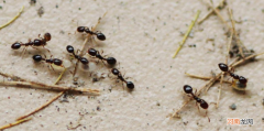 家里有蚂蚁怎么办 家里有蚂蚁怎么办能除根