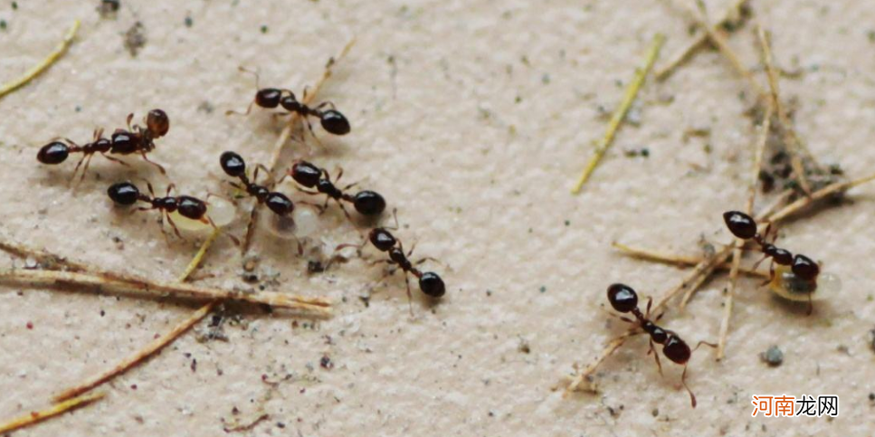 家里有蚂蚁怎么办 家里有蚂蚁怎么办能除根