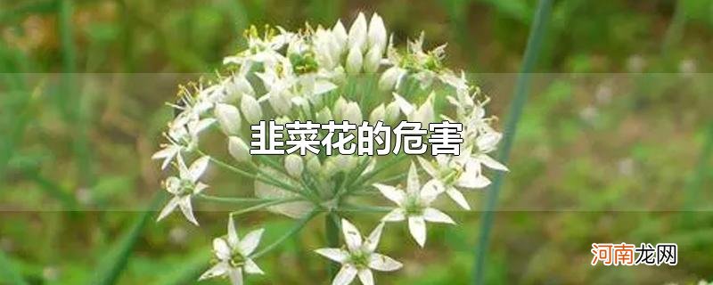 韭菜花的危害