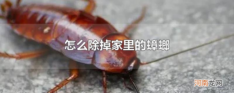 怎么除掉家里的蟑螂