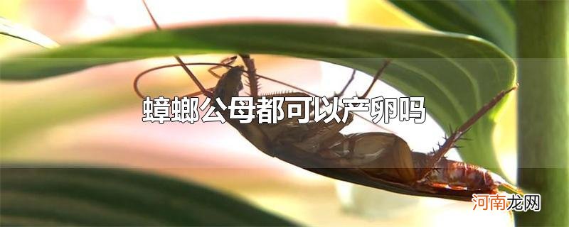 蟑螂公母都可以产卵吗