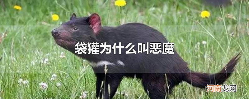 袋獾为什么叫恶魔