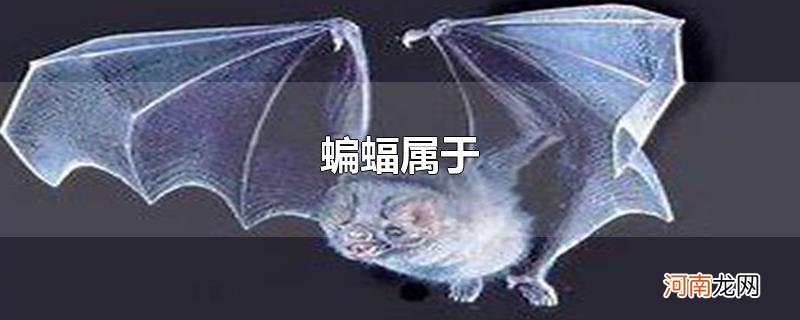 蝙蝠属于