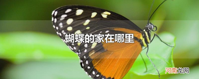 蝴蝶的家在哪里