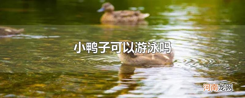 小鸭子可以游泳吗