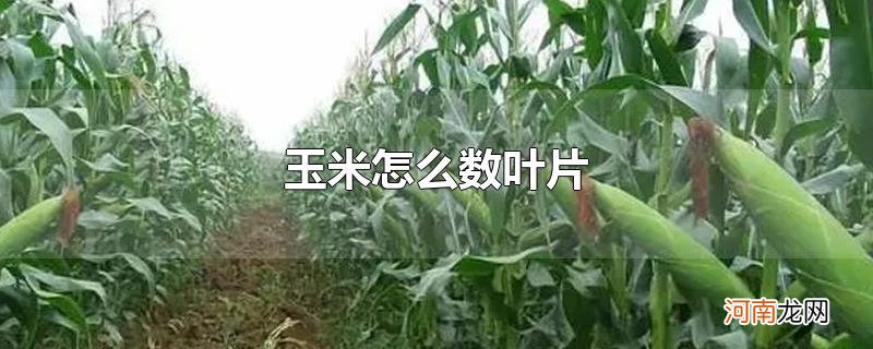 玉米怎么数叶片