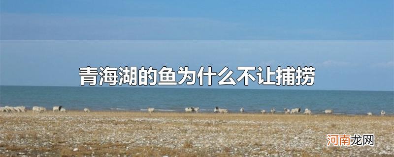 青海湖的鱼为什么不让捕捞