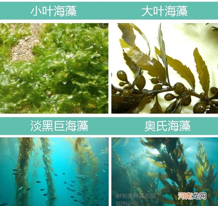 海藻面膜的功效和作用 海藻面膜敷多久才有效