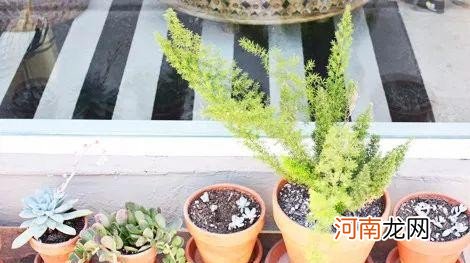 多肉的种植技巧介绍 多肉植物怎么养长得好