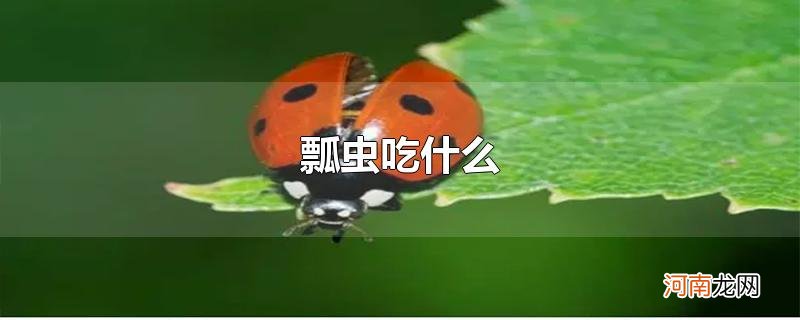 瓢虫吃什么