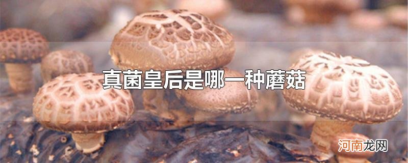真菌皇后是哪一种蘑菇