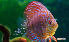 养热带鱼的注意事项 热带鱼怎么养方法技巧