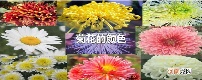 菊花的颜色