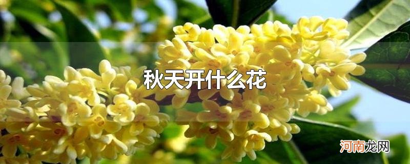 秋天开什么花