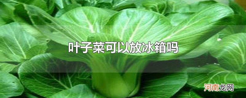 叶子菜可以放冰箱吗