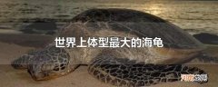 世界上体型最大的海龟