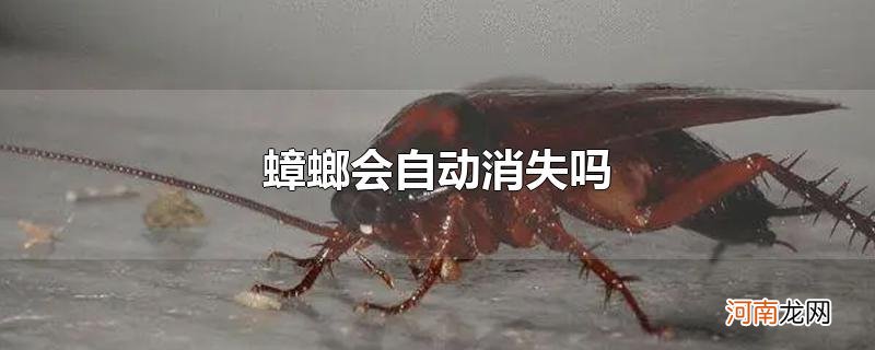 蟑螂会自动消失吗