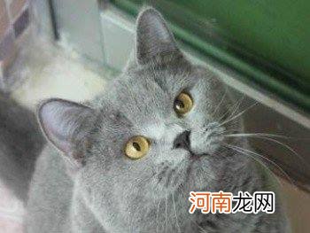 英短蓝猫多少钱一只？