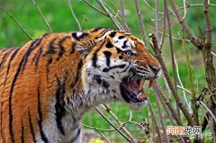 世界上最大的老虎 身长为2.8米，尾巴长约1米