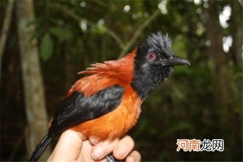 鸠和鸩的区别 鸩是含有剧毒的毒鸟鸠是一种普通的鸟