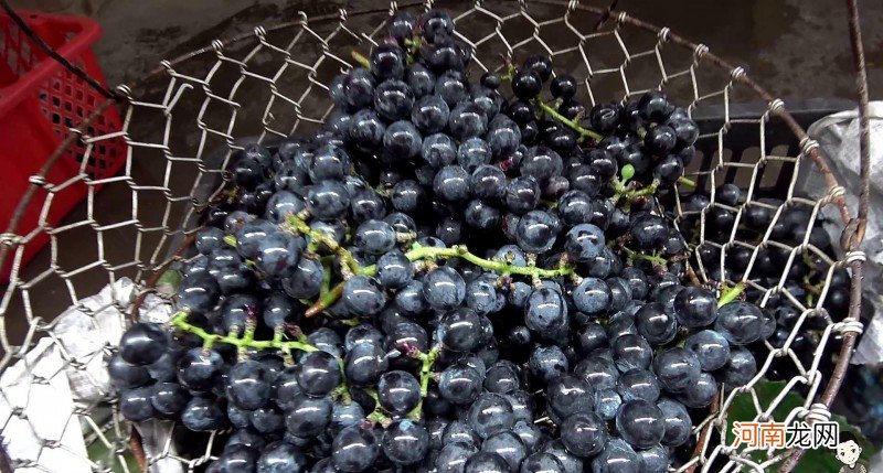葡萄酒的正确酿制方式 怎样制作葡萄酒