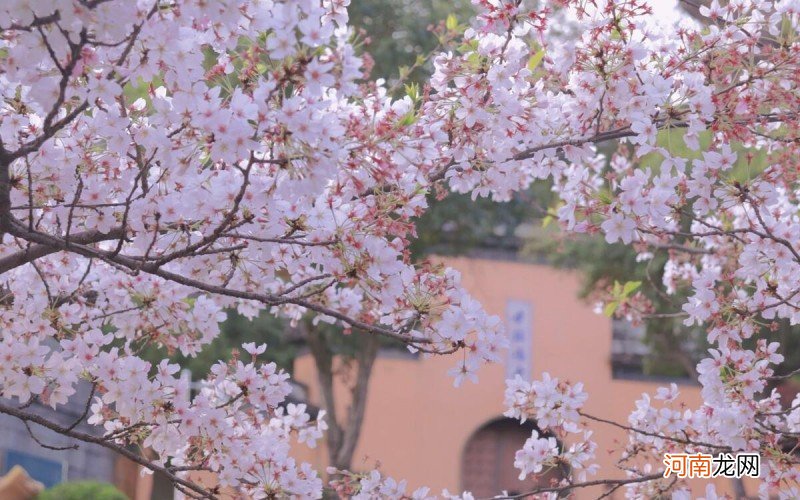 3月份最值得去的10个地方 3月去哪里旅游最好