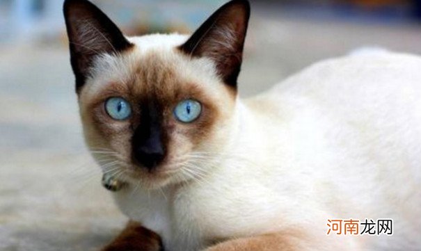 世界最温顺的猫排名榜 加菲猫排名第一